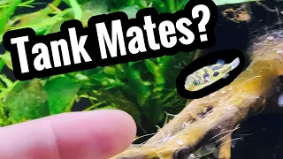 Pea Puffer Tank Mates for a Community