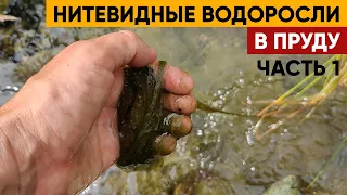 Нитевидные водоросли в пруду | Очистка от нитевидных водорослей