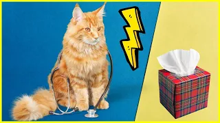 Katzenschnupfen: Symptome, Dauer und was WIRKLICH hilft ✅