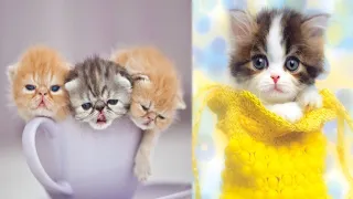 OMG! So Cute Baby Cats 😻 Best Funny Cat Videos 2021 #7 | Cute Animals Zone