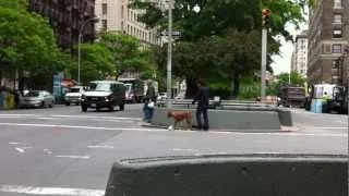 DOG CARRIES OWNERS LUNCH IN A PLASTIC BAG AND PUTS IT DOWN WAITING FOR LIGHT TO CHANGE.