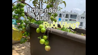 Dùng LONG NÃO đuổi Ruồi Vàng, hiệu quả ra sao? | THÍCH TRỒNG CÂY TV