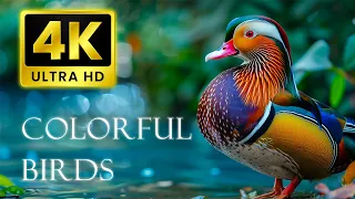 Mandarin Duck | Most Colorful Birds In 4K UHD | Water Flowing