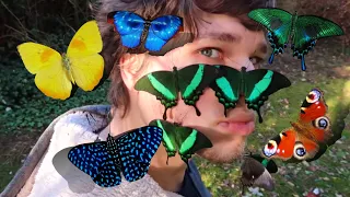 My PET Butterflies & Moths - Butterfly Breeder / A Dream Job or not? ft. Bart Coppens