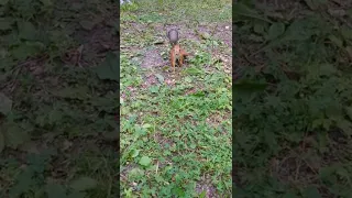 Как детки взаимодействуют с белочками#nature#animals#squirrel#животные#белка#дети