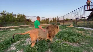 Как я прошу львов МНЕ ПОМОЧЬ !