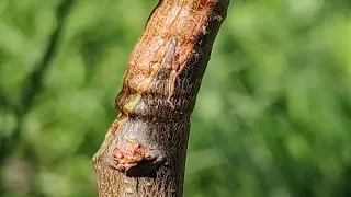 Peach grafting on Cherry plum