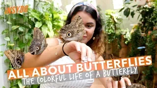 Dubai Butterfly Garden: The Largest Covered Butterfly Garden in the World