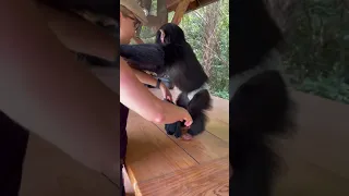 HELPING MY BABY CHIMP PUT HIS PANTS ON!