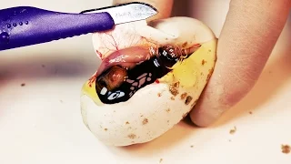 WORLD RECORD? Cutting open the remaining eggs of the most dangerous snake. Something went wrong