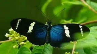 "ButterFly" - Smile.dk - Great! flying butterfly clips
