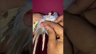 Parrot egg binding treatment