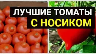 Любимцы публики – томаты с «носиком». Самые вкусные и урожайные сорта