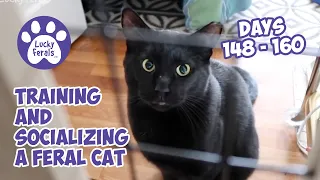 Training And Socializing A Feral Cat * Part 17 * Days 148 - 160 * Cat Video Compilation