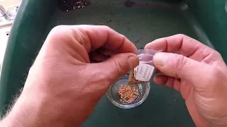 Dawn Redwood (Metasequoia glyptostroboides)  Seed soaking and Stratification method