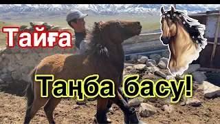 Тай таңбалау! Тулаған тайлар. Азот және Күйдіру.