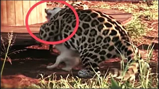 Un Jaguar agresivo atacó al perro, pero nadie esperaba lo que sucedería a continuación