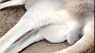 Baby Joey moving in Mother Roo's Pouch