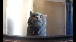 GoPro on a Cat Left Home Alone