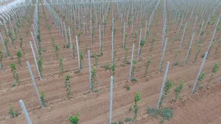 Agriculture Vigne de table Morocco Irrigation localisèe