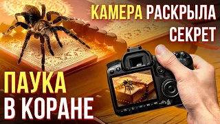 СОВРЕМЕННАЯ КАМЕРА РАСКРЫЛА СЕКРЕТ О ПАУКЕ В КОРАНЕ! Dawah медиа