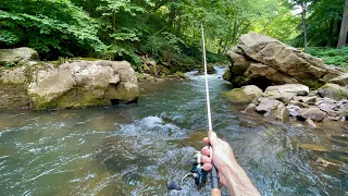 Mountain Stream TROUT Fishing (Rainbow & Brown)