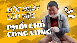 Một ngày làm việc của các đực giống nhà mình | Bánh Bò Pomeranian Daily Vlog