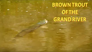 Fishing the Famed Grand River for Big Brown Trout