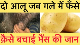 Esophageal choke in buffalo l जब गले में आलू फँसा तब क्या हुआ ? I आलू को क़ैसे निकाले I dr umar khan