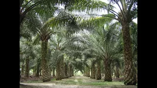 Fuentes Hídricas para el Cultivo de Palma de Aceite - TvAgro por Juan Gonzalo Angel