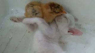 Cute Baby Kittens Sleeps Sweetly with the Chicken