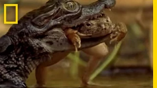 Baby Crocs Hone Hunting Skills | National Geographic