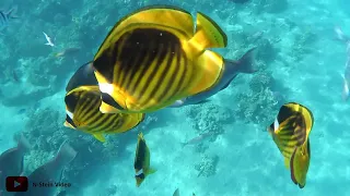 ☀ Ägypten Hurghada Makadi Bay Schnorcheln ☀  ✈ Egypt Holiday Underwater 2018 Rotes Meer - Red Sea  ✈