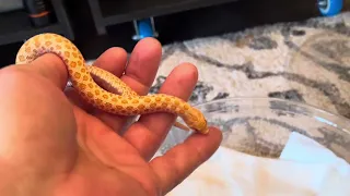 Albino female western hognose snake:quick look