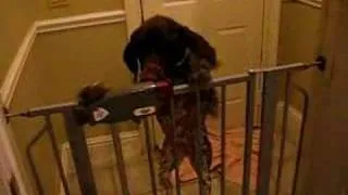 Oreo, the German Shorthaired Pointer Gate escape!!