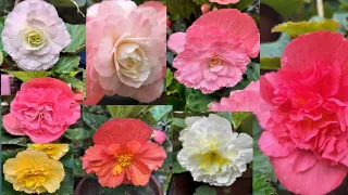 मेरे बिगोनिया के फूल/Begonia flowers/ beauty of my garden