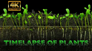 The Time-lapse Of Plants IN 4K, Music by Trevor Kowalski