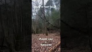 Strange sounds in the woods not sure Sasquatch Bigfoot never heard a sound this before