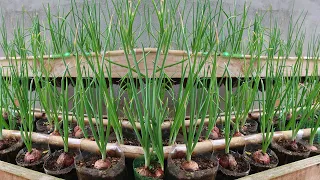 Tips for growing onions quickly for harvesting in plastic bottles, don't need to buy onions anymore