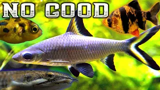 7 Terrible Fish for your Community Aquarium