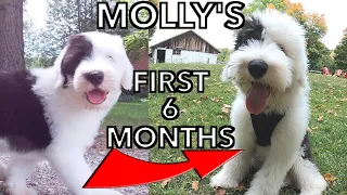 Old English Sheepdog Puppy's First 6 Months on the Farm