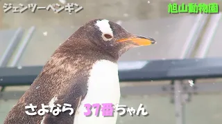 【ペンギン】さよなら...37番ちゃん（旭山動物園）Gentoo penguin "No.37" passed away