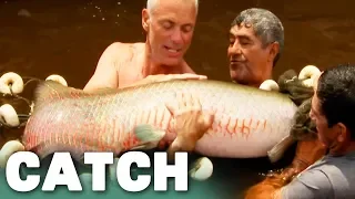Cunning and Aggressive Arapaima | River Monsters | Catch