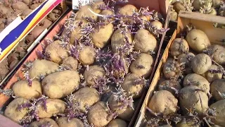 Высокий урожай картофеля, способ выращивания.