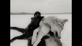 Manitoba Waterfowl Outfitter Update with a successful WOLF HUNT