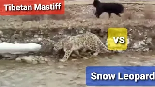 Snow Leopard vs 5 Dogs | Snow leopard vs Tibetan Mastiff