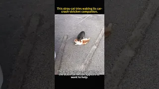 The stray cat is reviving its partner, hit by a car, aiming to safeguard and relocate her to safety.