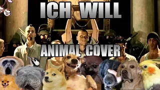 Rammstein - Ich Will (Animal Cover)