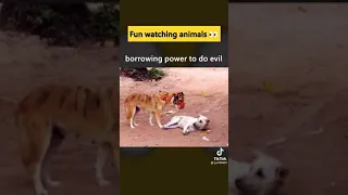 Tiger prank on dog