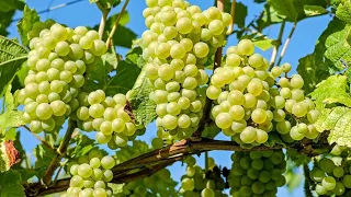 how to grow grapes trees from grape fruit with use egg and aloe Vera in water#youtube